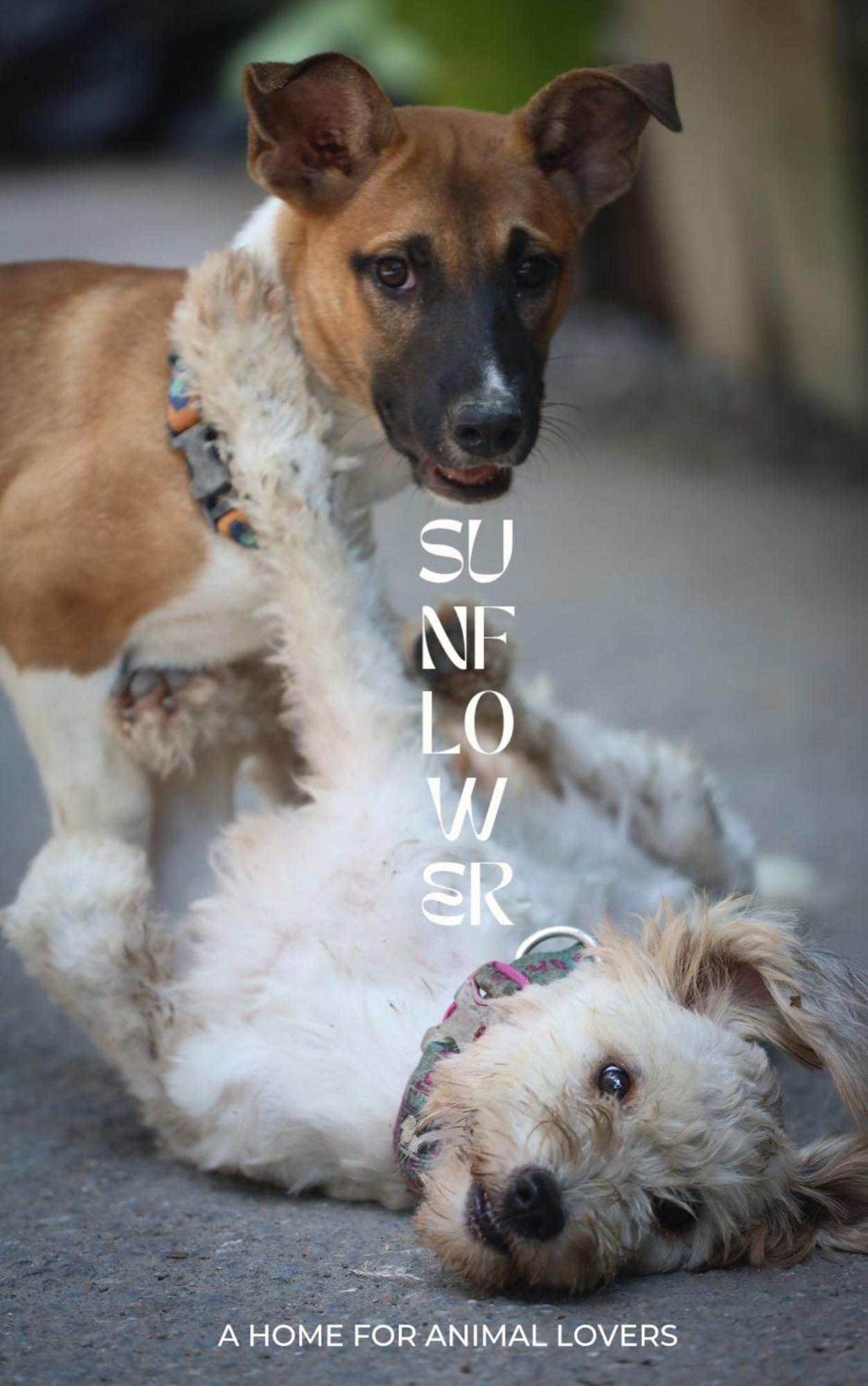 Sunflower Guesthouse And Animal Rescue - Koh Lipe Extérieur photo