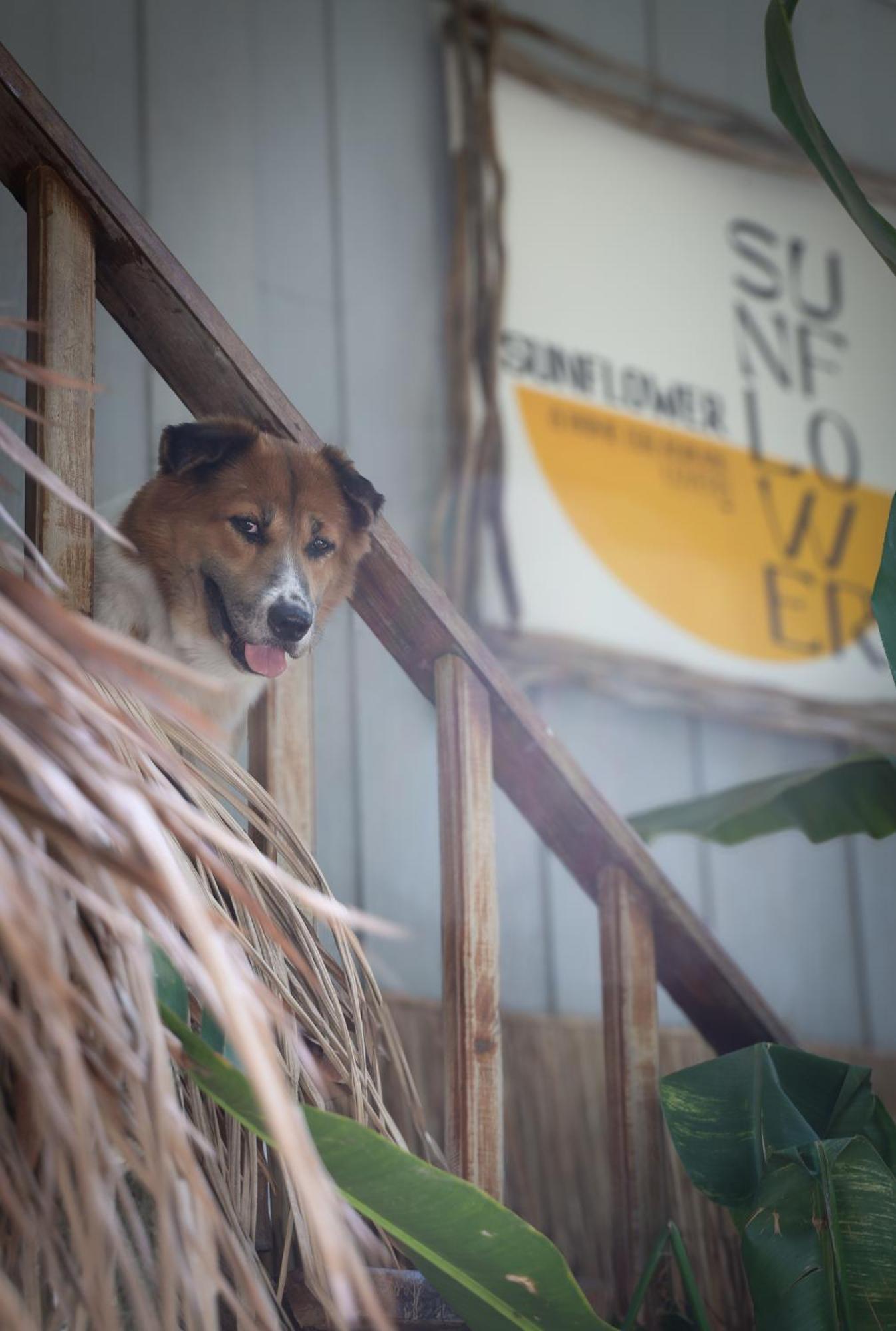 Sunflower Guesthouse And Animal Rescue - Koh Lipe Extérieur photo