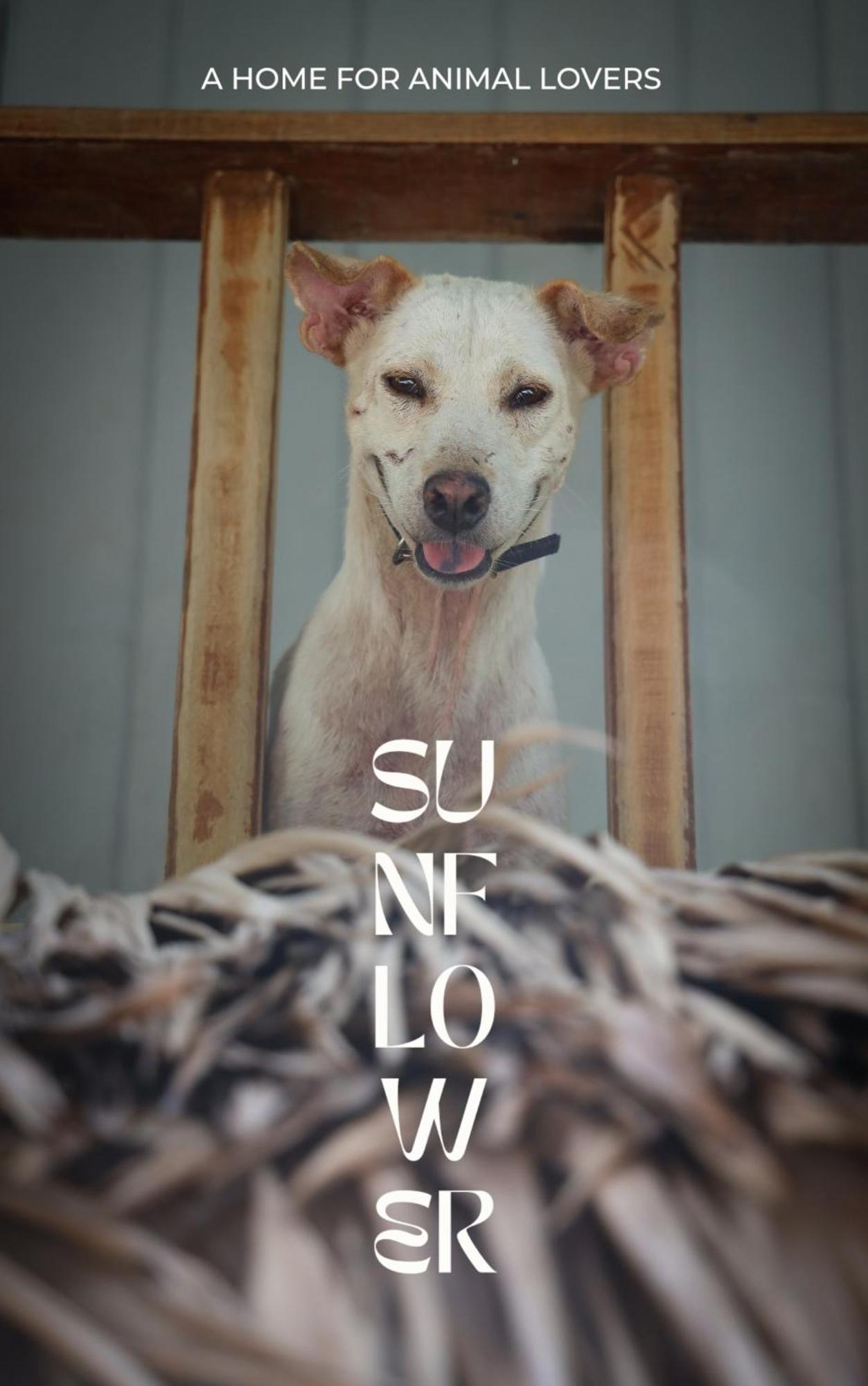 Sunflower Guesthouse And Animal Rescue - Koh Lipe Extérieur photo